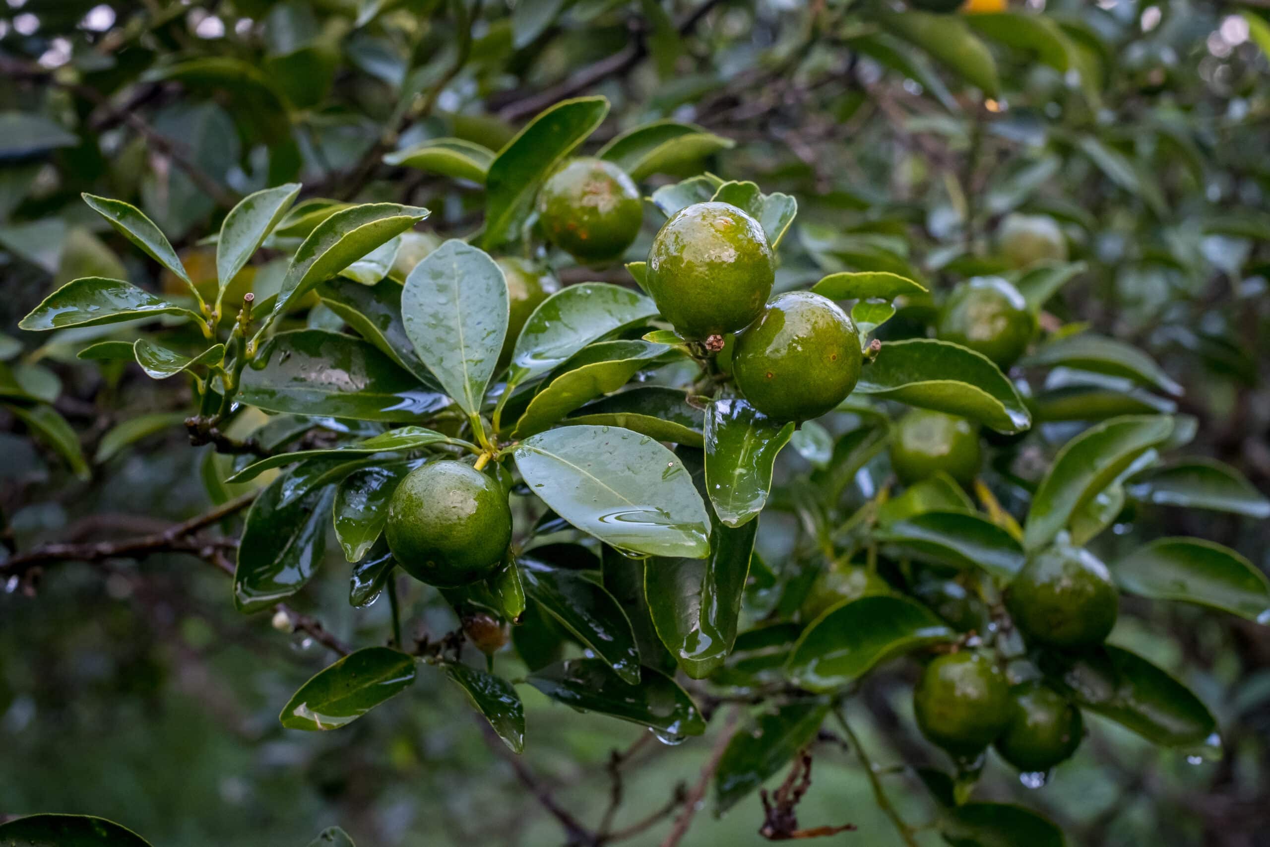 Pulpa de Calamansi 1 kg - Imagen 2
